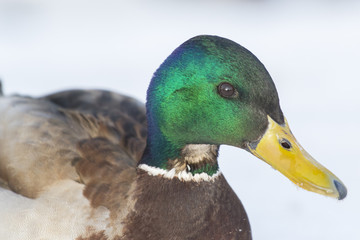 A bright wild duck, shot close-up.