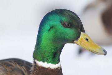 A bright wild duck, shot close-up.
