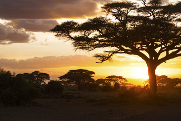 Sunset in savannah. Amboseli National Park, Kenya.