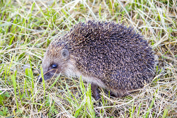 Hedgehog in the grass barbed. wild nature