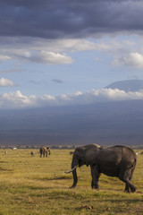 Fototapeta na wymiar Amboseli National Park. Beautiful landscape - majestic view of Mount Kilimanjaro and elephants...