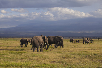 Naklejka na ściany i meble Amboseli National Park. Beautiful landscape - majestic view of Mount Kilimanjaro and elephants...