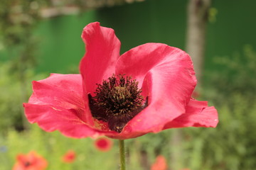 Fototapeta premium A red poppy grows against the background of a green garden.