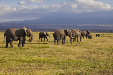 Obraz na płótnie Canvas Amboseli National Park. Beautiful landscape - majestic view of Mount Kilimanjaro and elephants...