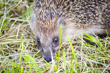 Hedgehog in the grass barbed. wild nature