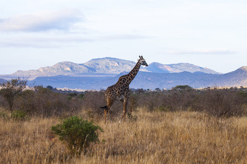 Giraffe in Tsavo West National Park, Kenya