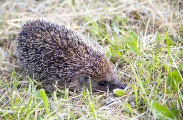 Hedgehog in the grass barbed. wild nature
