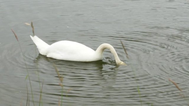 Slow motion of beautiful white trumpter swan in lake