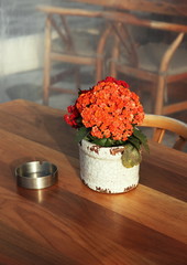 flowers orange ashtray pot restaurante table 