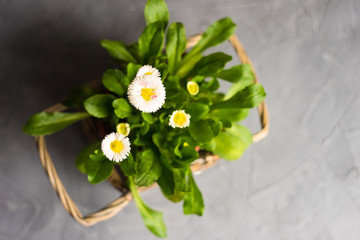 Obraz premium First spring flowers in a pot
