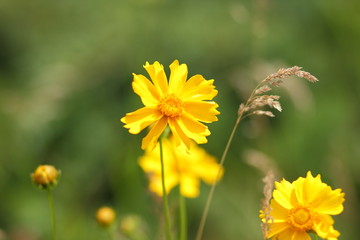 Obraz premium Spring flowers, yellow flowers in the garden, bright flowers on a green background, blank for a designer, beautiful minimalist flowers, copy space, a botanical garden in the spring