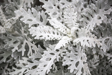.Bushwood ornamental wormwood. Gray bush. Gray plant