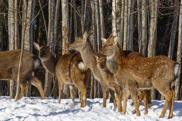 Wild spotted deer, taken in close-up in the winter forest.