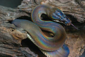 Black beauty snake with colorful scale from Papua New Guinea using tongue find suspicious in natural background. White lipped python (Leiopython albertisii) show S curve and rainbow spectrum on body
