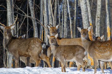 Wild spotted deer, taken in close-up in the winter forest.