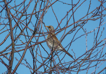 Fieldfare among branches over blue sky
