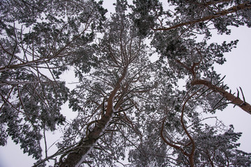 Pine trees covered by snow over grey sky