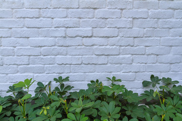 Abstract white bricks stone wall and group of green plant background