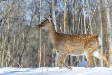 Wild spotted deer, taken in close-up in the winter forest.