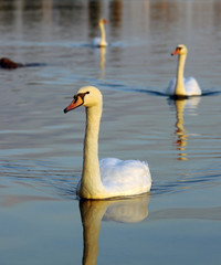 beautiful swan on Danube river, Vienna. sunset scene