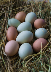 Fresh rustic white-blue and brown chicken eggs of Araucan chickens.