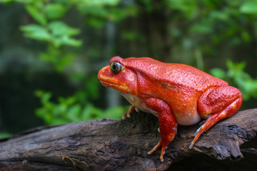 Beautiful big frog with red skin like a tomato, female Tomato frog from Madagascar in green natural background, selective focus