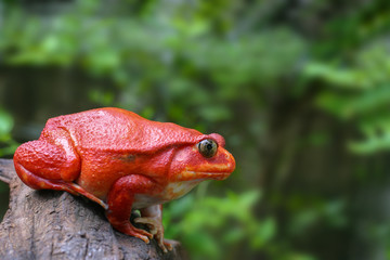 Beautiful big frog with red skin like a tomato, female Tomato frog from Madagascar in green natural background, selective focus