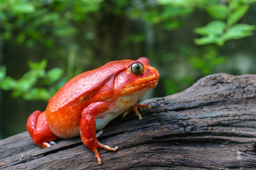 Beautiful big frog with red skin like a tomato, female Tomato frog from Madagascar in green natural background, selective focus