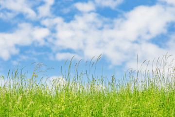 Grünes Gras mit blauem Himmel und weißen Wolken