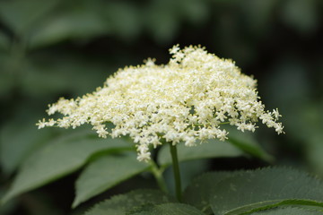Elder, green fox in a botanical garden, white flowers on a bush, flowering elder, healing diligence, health, white small flowers on a green background, copy space, spring garden