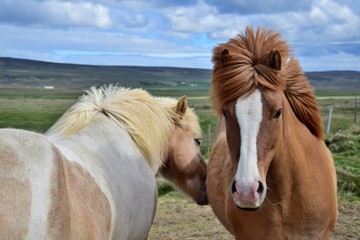 Two Icelandic horses in Icelandic scenery