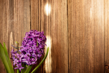 Green bark tree texture, oak, background