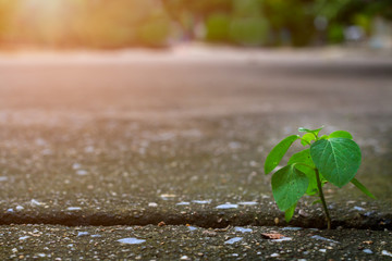 Little green tree growing up from the space of concrete road with sunset light effect, Concept for business target or marketing planning or environment