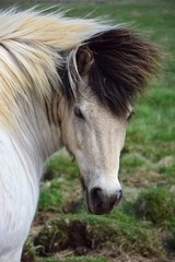 Portrait of Icelandic horse 