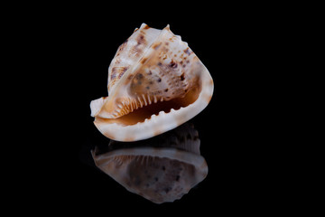 Obraz na płótnie Canvas Sea shell conch isolated on black background .