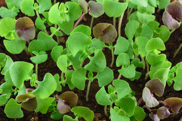 Small basil seedlings