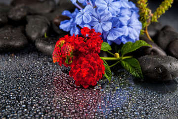 Spa stones with  flowers on dark background