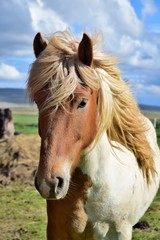 Portrait of Icelandic Horse - Pinto