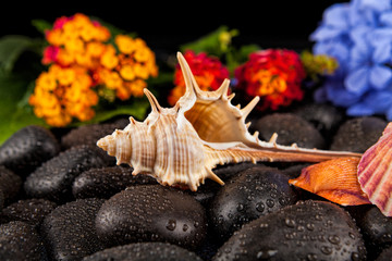 Seashell and flowers on black stone , suitable for background