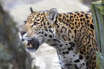 Obraz na płótnie Canvas Jaguar close-up portrait