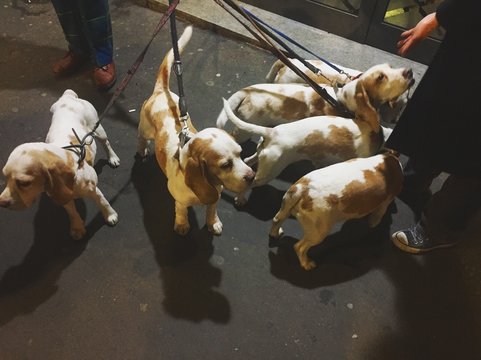 sei cani al guinzaglio