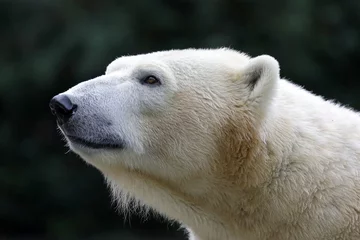 Crédence de cuisine en verre imprimé Ours polaire Gros plan ours polaire