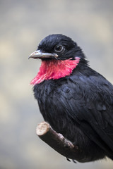 Purple-throated fruitcrow