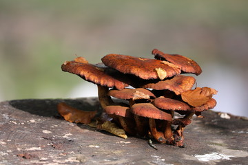 Mushroom close up