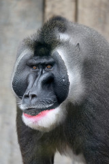 Drill close-up portrait