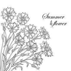 Vector corner bouquet with outline Cornflower or Knapweed or Centaurea flower, bud and leaf in black isolated on white background. Ornate contour Cornflower bunch for summer design or coloring book.