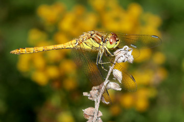 SYMPETRUM SANGUINEUM close-up