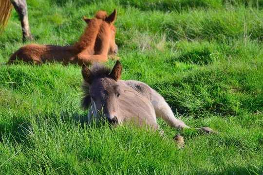 Icelandic foal resting in the grass