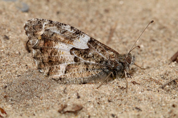 grayling butterfly close-up
