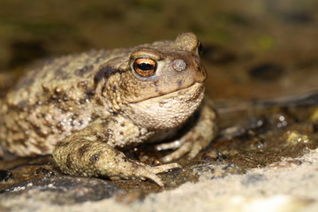 Common Toad (Bufo bufo) with Toadfly larvae (Lucilia bufonivora) near its nostrils, Amsterdamse Waterleiding Duinen, North Holland, The Netherlands